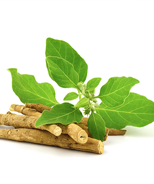 Ashwagandha Extract