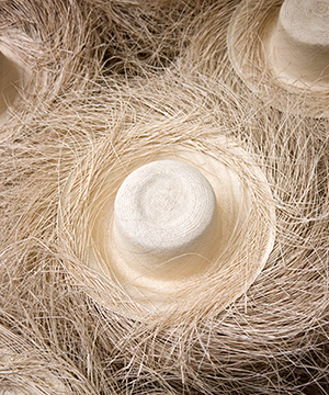 Sun Fibre